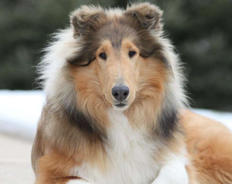 Колли длинношерстный
