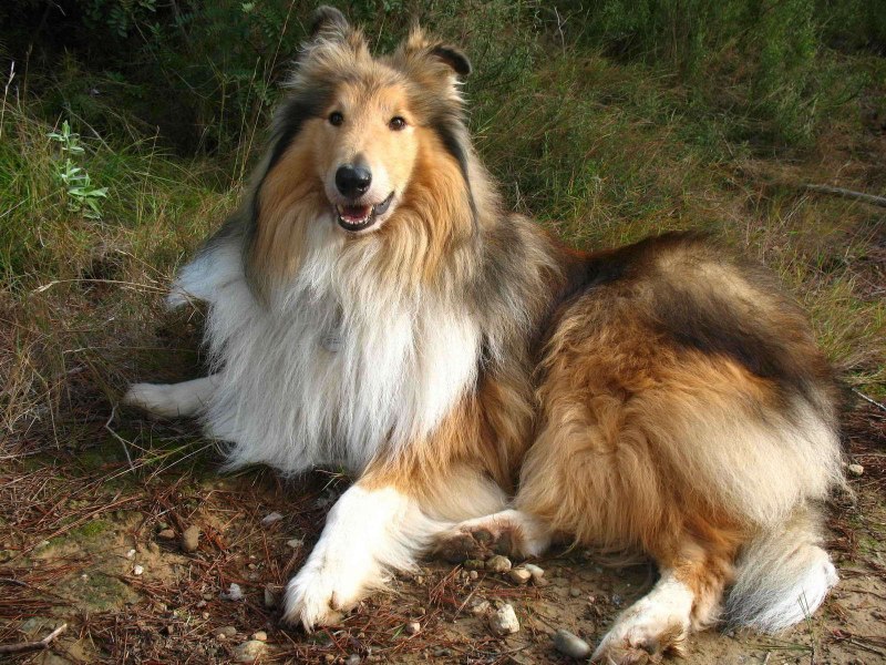Королевский колли