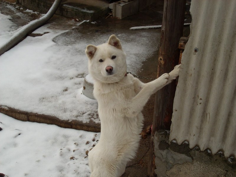 Корейцы с Пхунсан