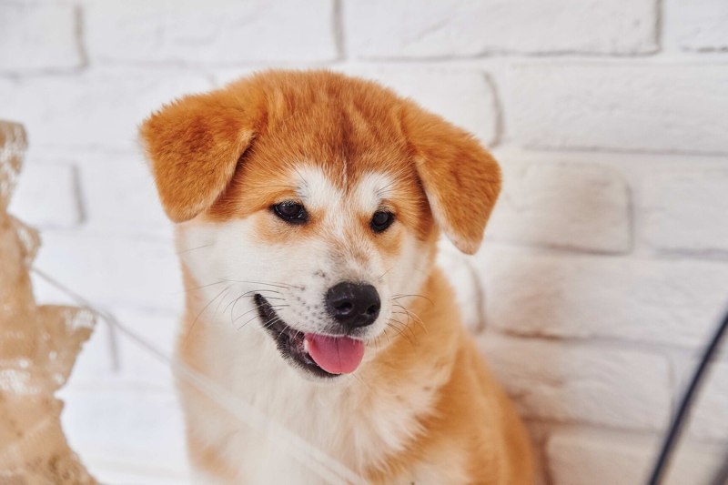 Корейская собака дзиндо