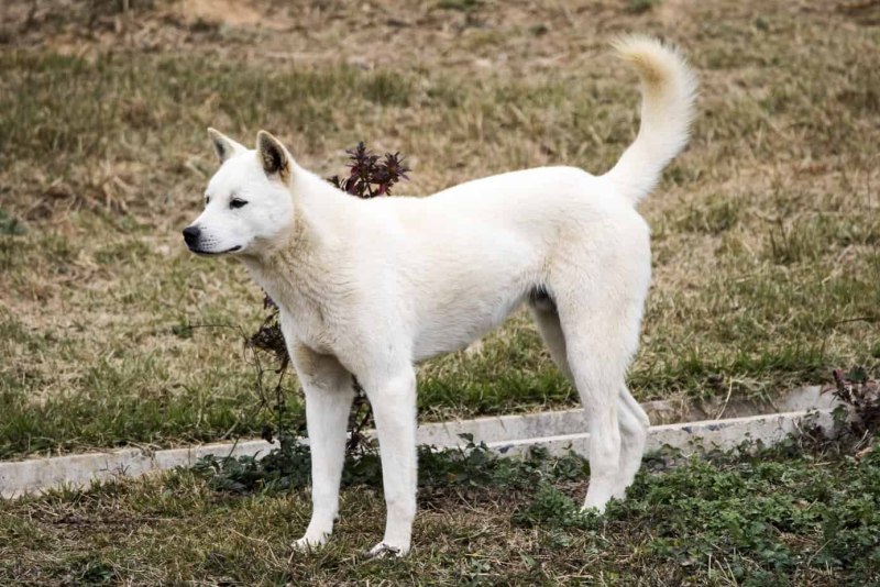 Корейский Джиндо стойка