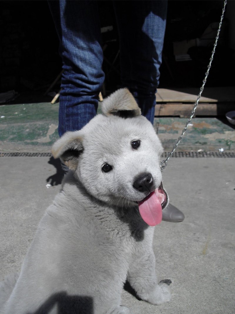 Jindo Корея собака