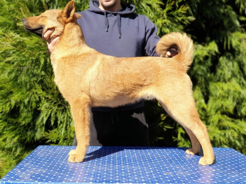 Корейский дог