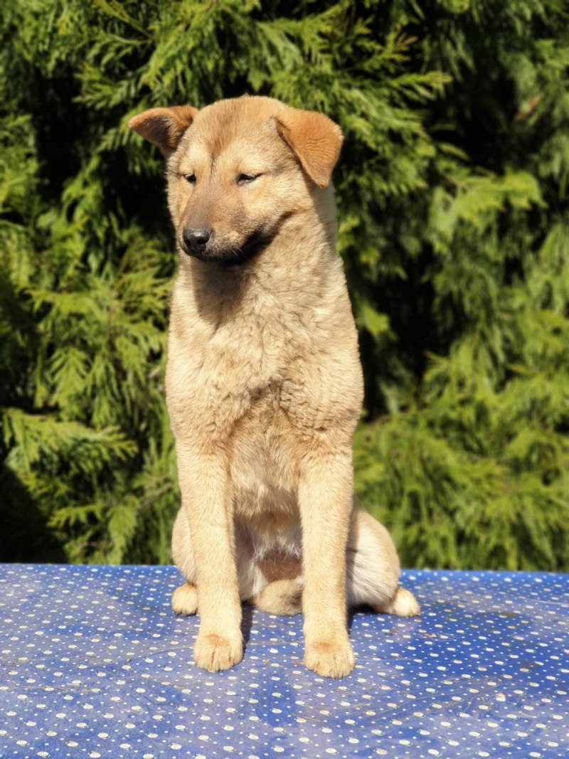 Корейская Хиндо щенок