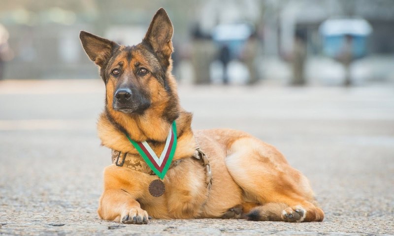 K9 овчарка Army