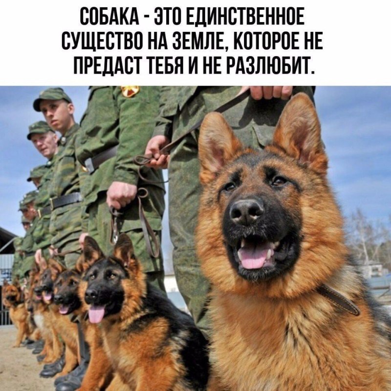 Немецкая овчарка медалист