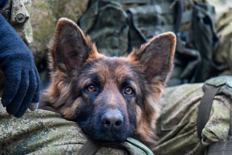 Малинуа Военная