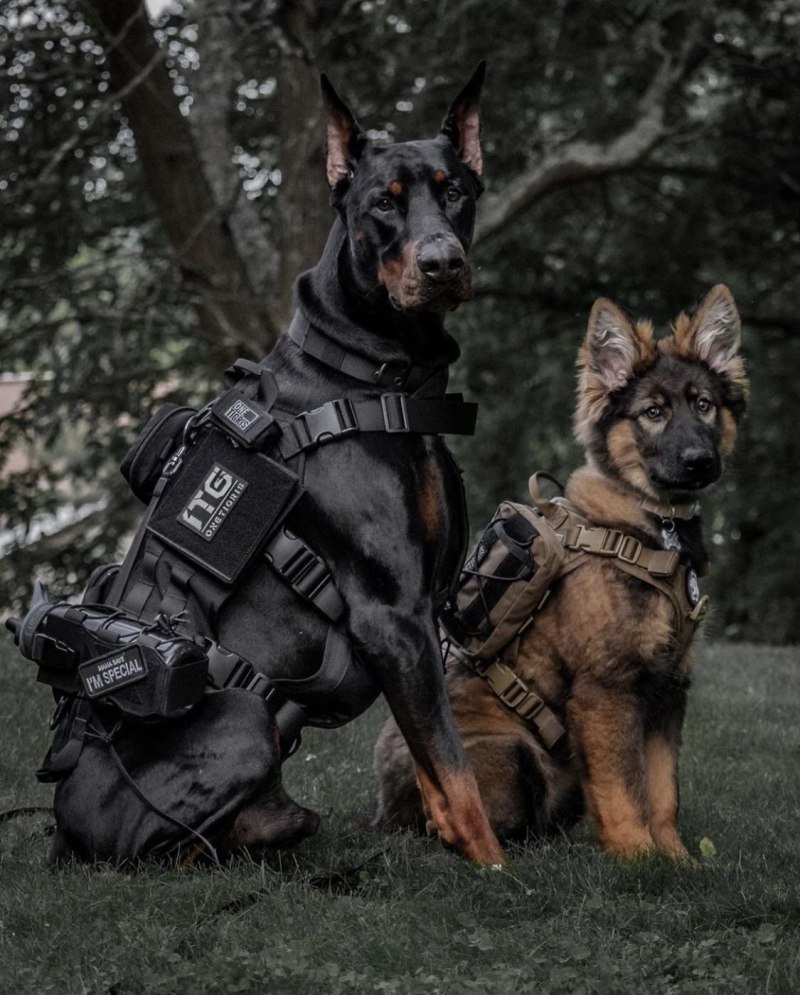 Adam Leigh Cann k9