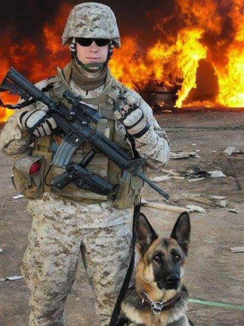 Военные собаки