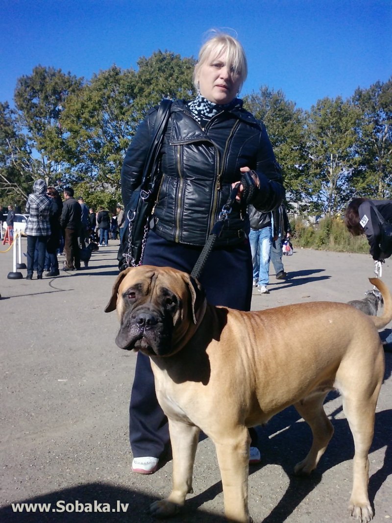 Питомник Империя бульмастифф