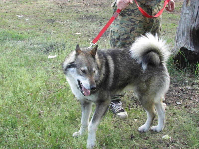 ЗСЛ Гай