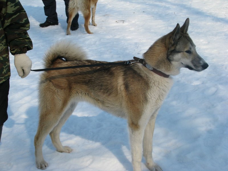 Лайка соболятница