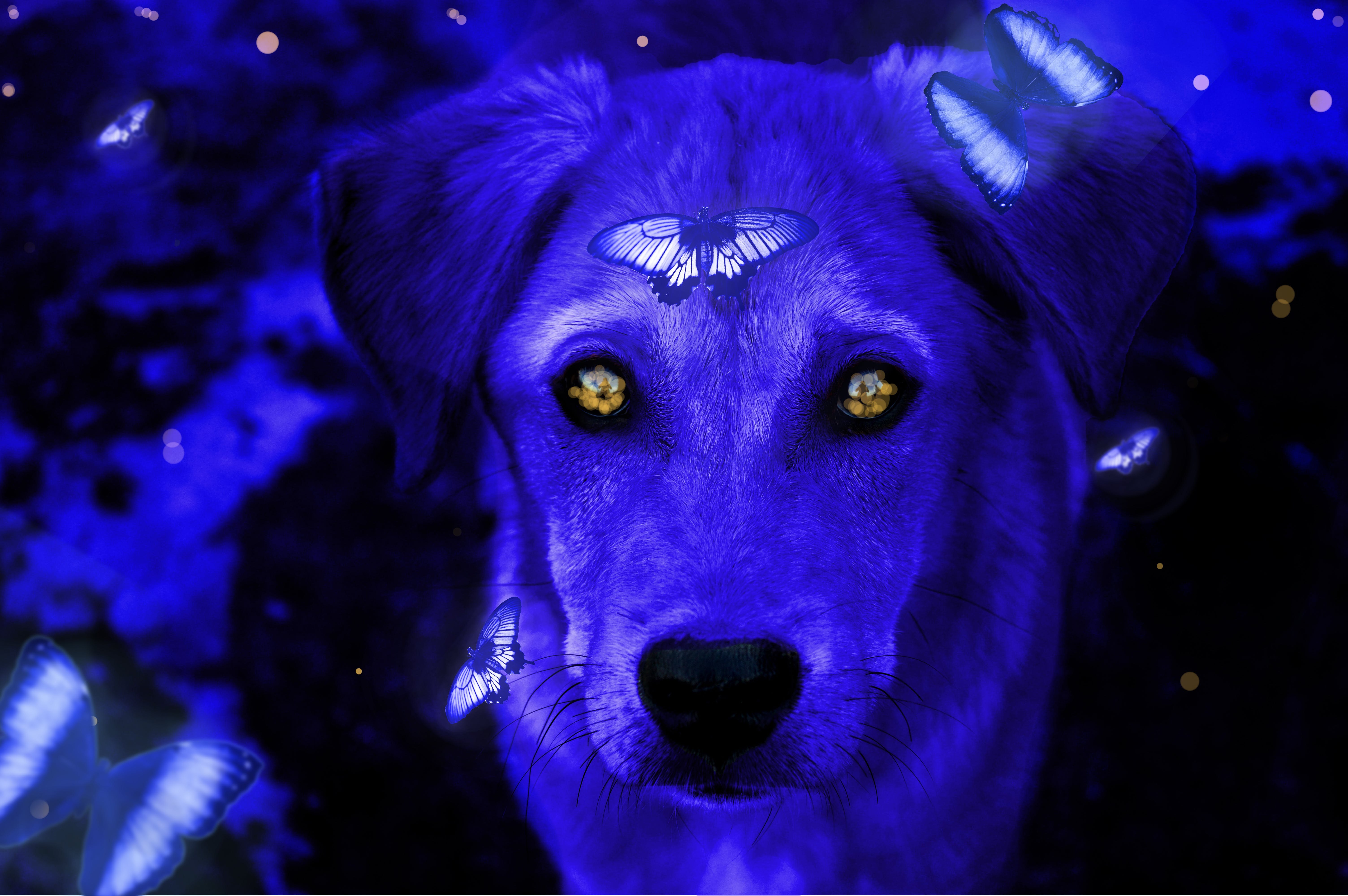 Почему собака синяя. Синий пес. Голубая собака. Ошейник для собак, синий. Собака синяя синяя.