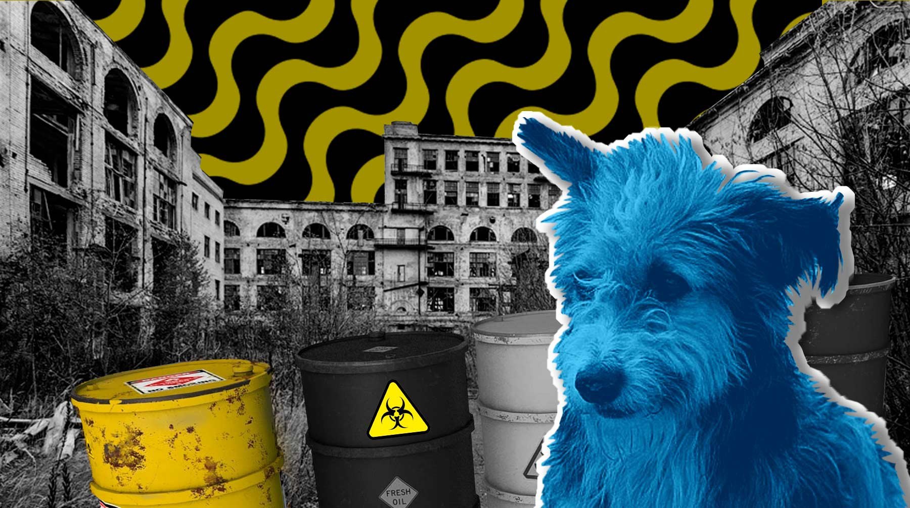 Почему собака синяя. Синие собаки в Дзержинске. Голубые псы Дзержинск. Синие собаки в Дзержинске Нижегородской области. Синяя собака.