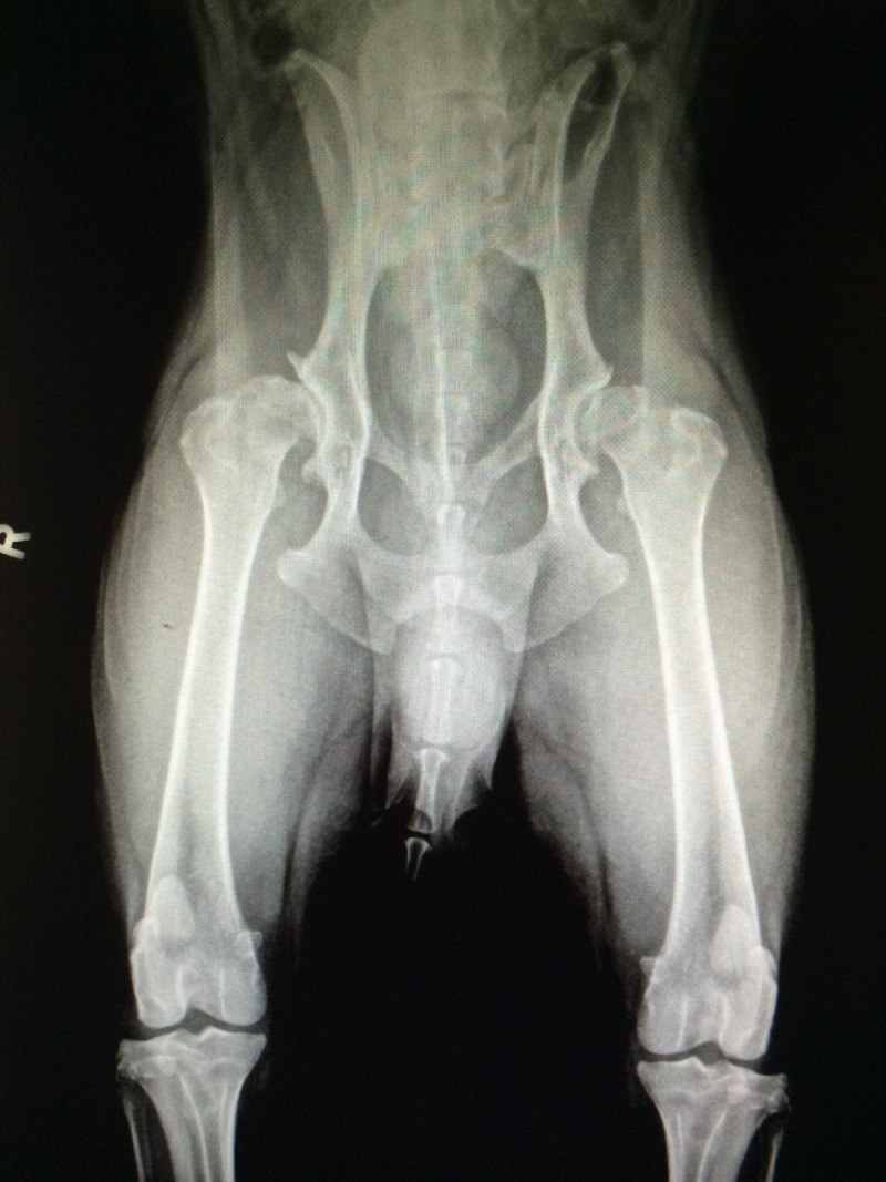 Patella Magna критерии оценки