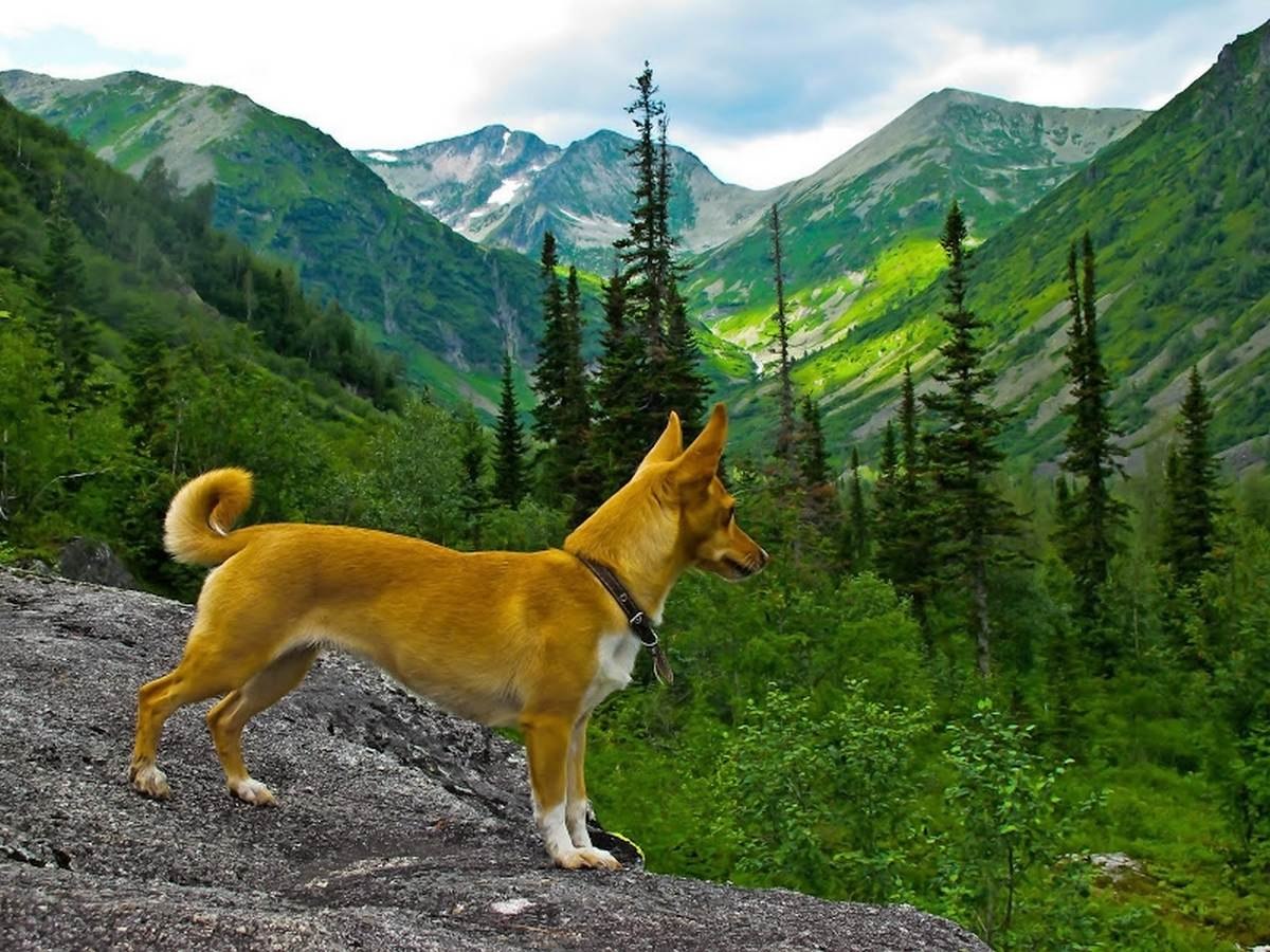 Собака горно алтайск. Алатау собака. Кузнецкий Алатау животные. Горные собаки в горах. Желтая собака.