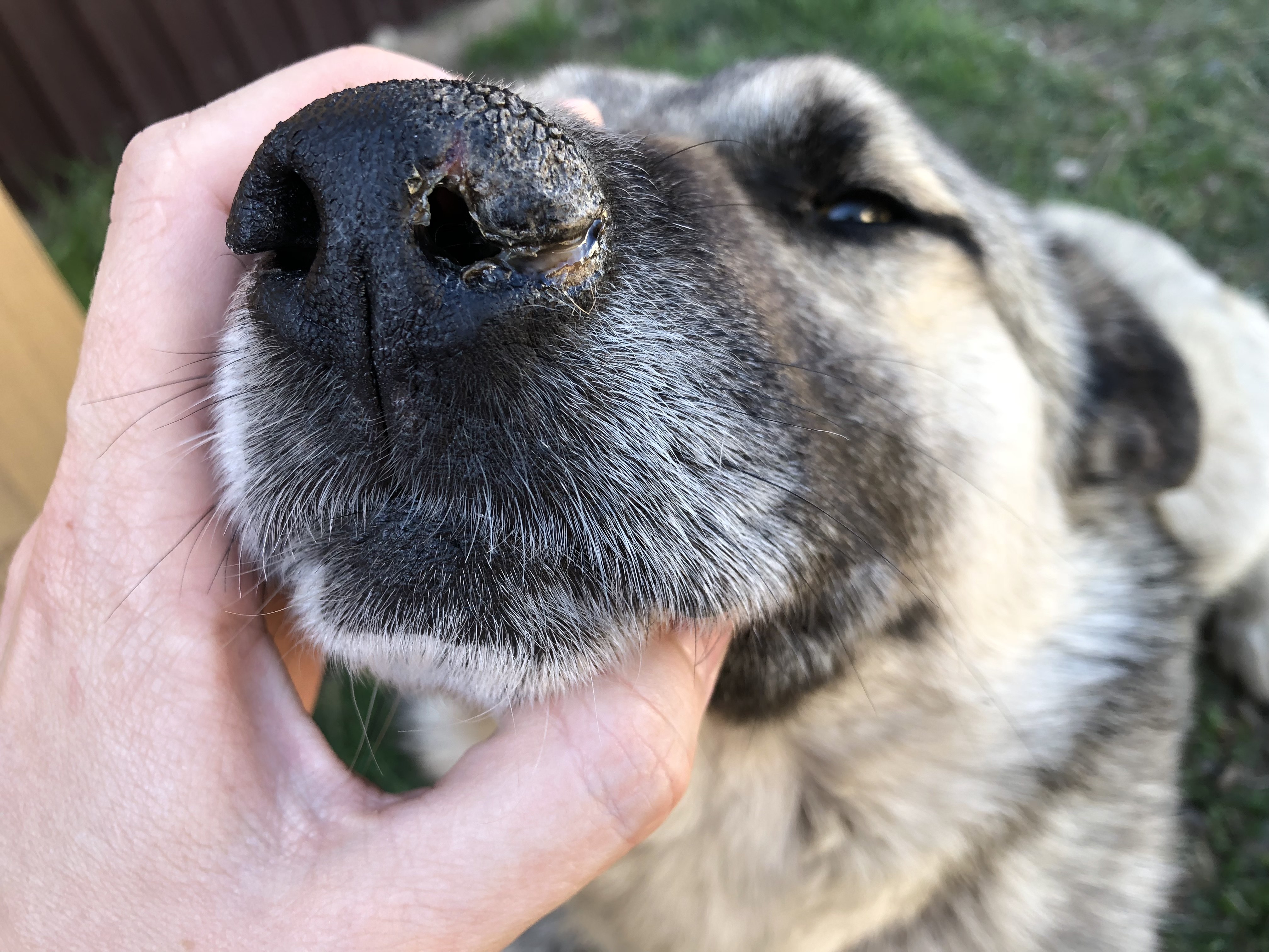 У собаки на носу корка. Гиперкератоз (hyperkeratosis) собак.
