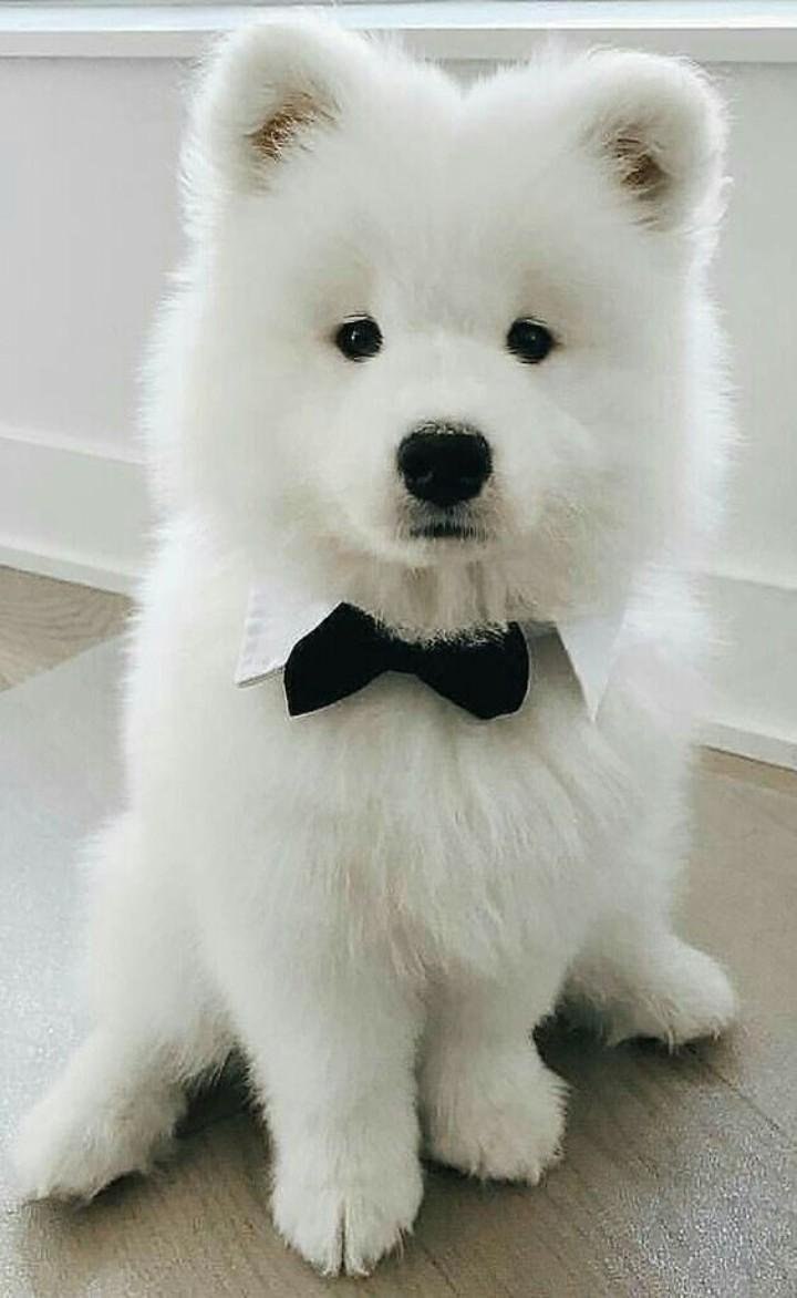 Лайка самоед