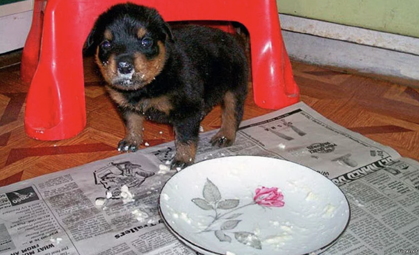 Чем кормить двухмесячного щенка (67 фото) - картинки sobakovod.club