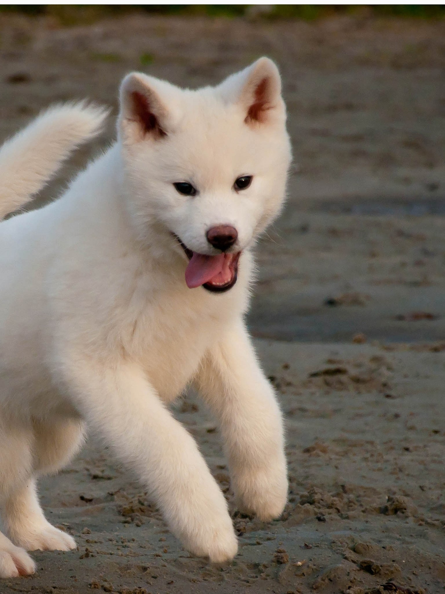 Порода самой преданной собаки. Акита ину альбинос. Акита ину белая. Японская Акита белая. Порода Акита-ину белая.