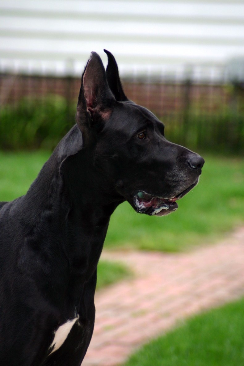 Great Dane собака