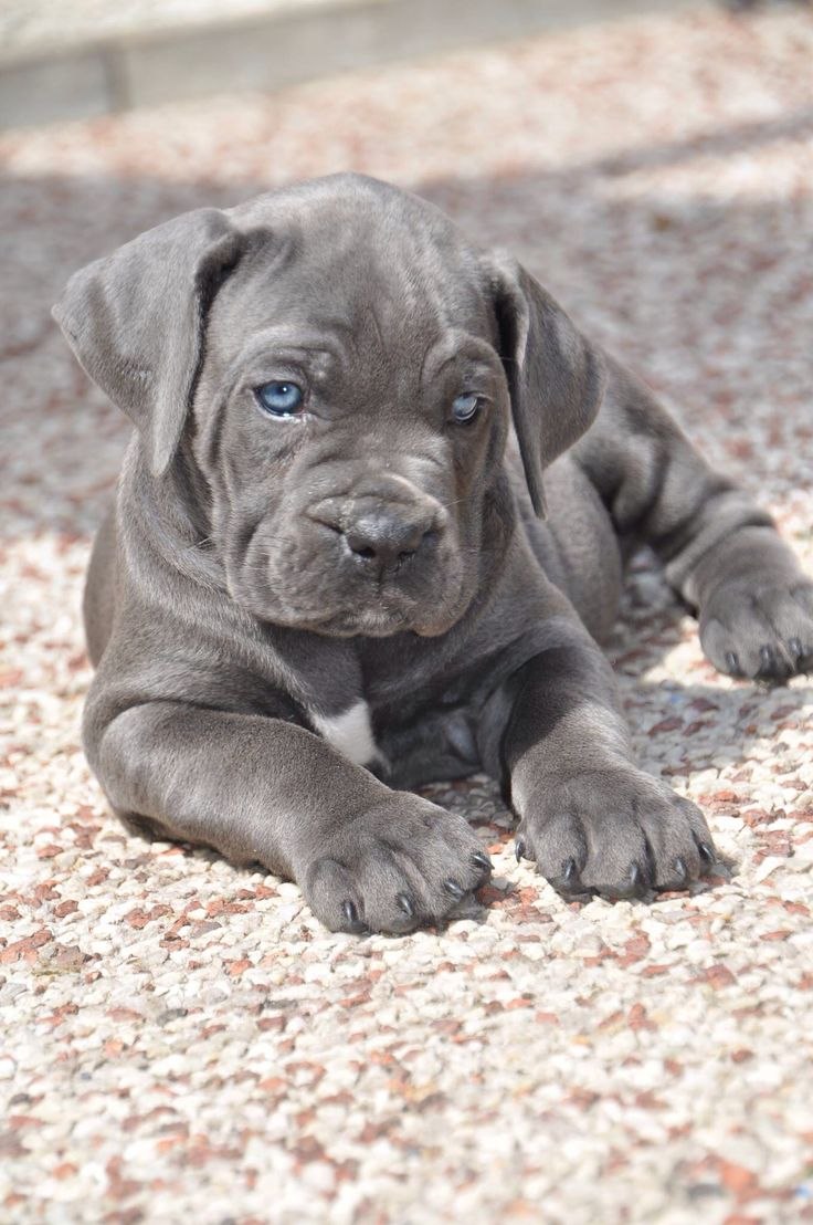 Кане Корсо (Cane Corso)