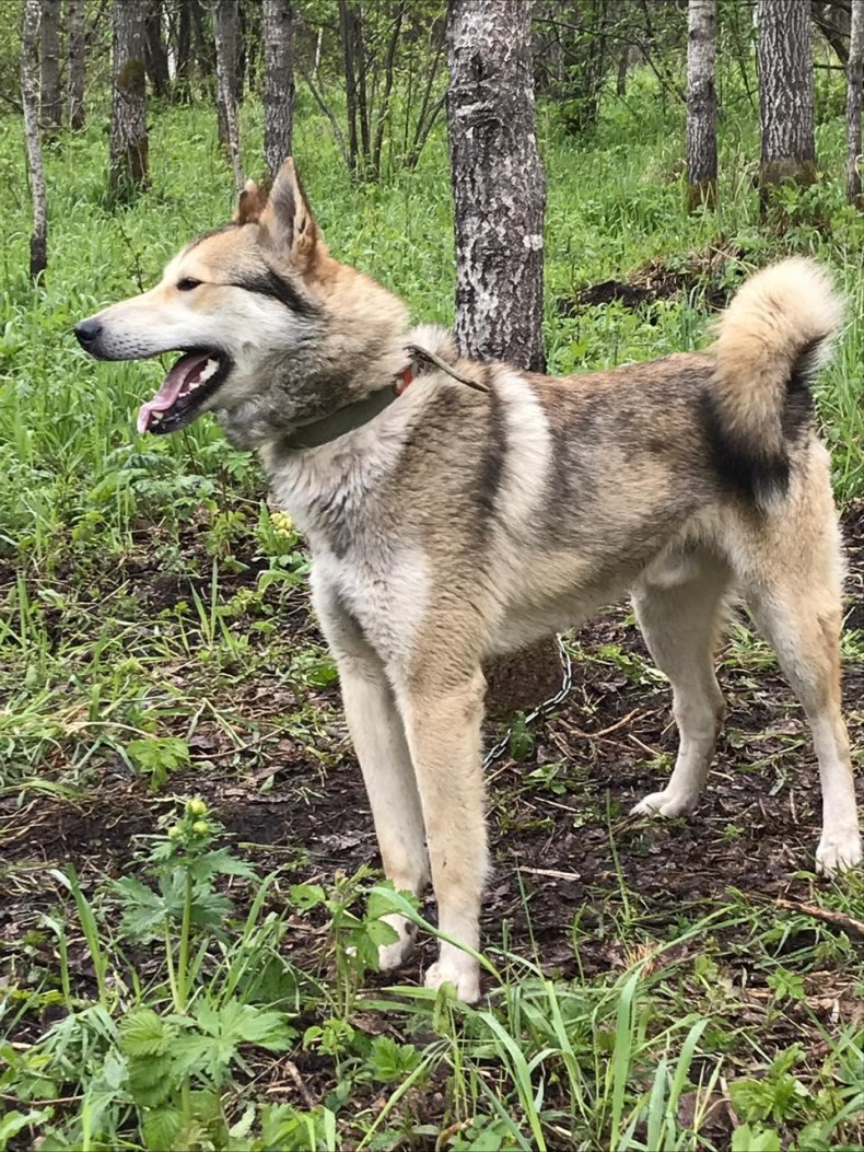 Западно Сибирская лайка