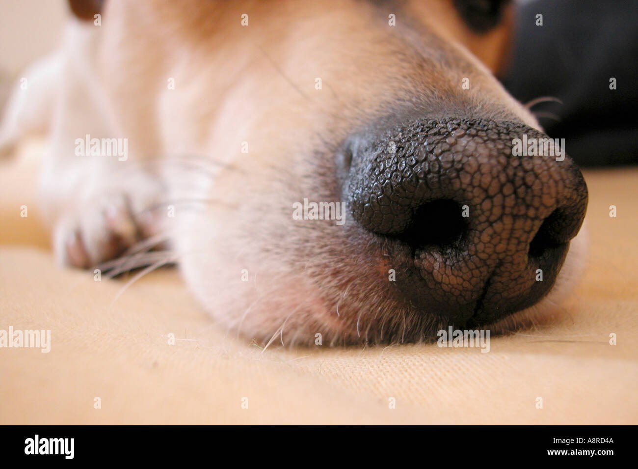 Какой нос у щенка. Собачий нос. У собаки потресканный нос.
