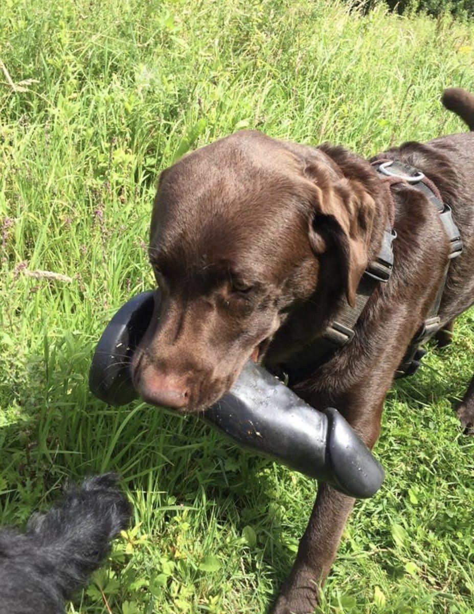 Dog finds dildo in park