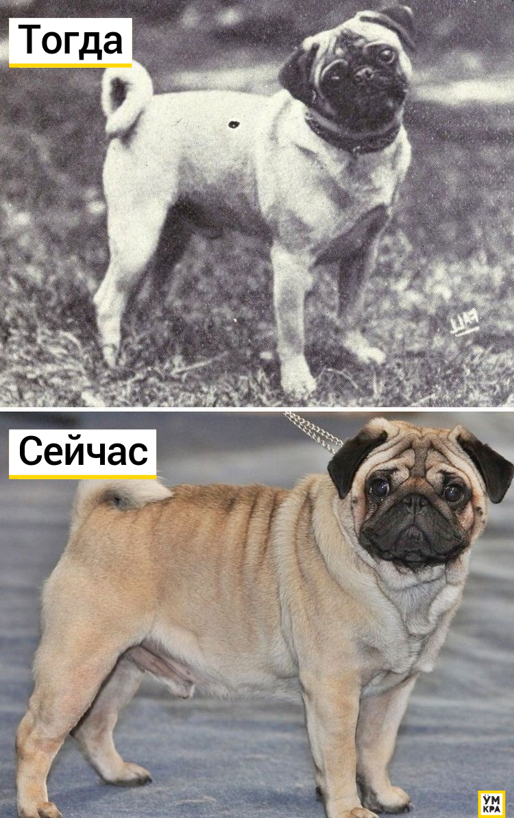 Мопс 100 лет назад и сейчас