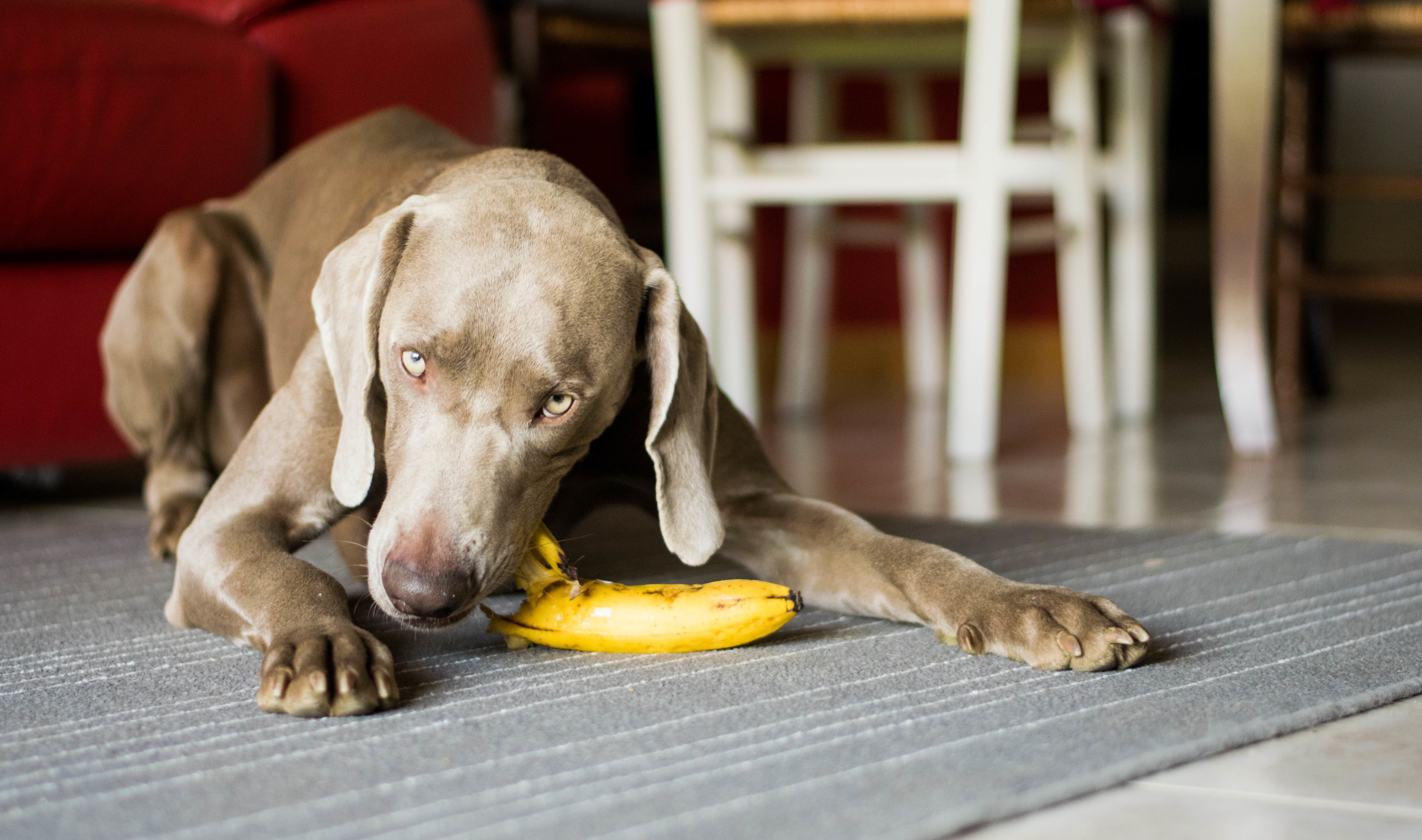 Можно собакам конфеты. Собака ест овощи. Собака кушает банан. Собака ест шоколад. Собака кушает яблоки.