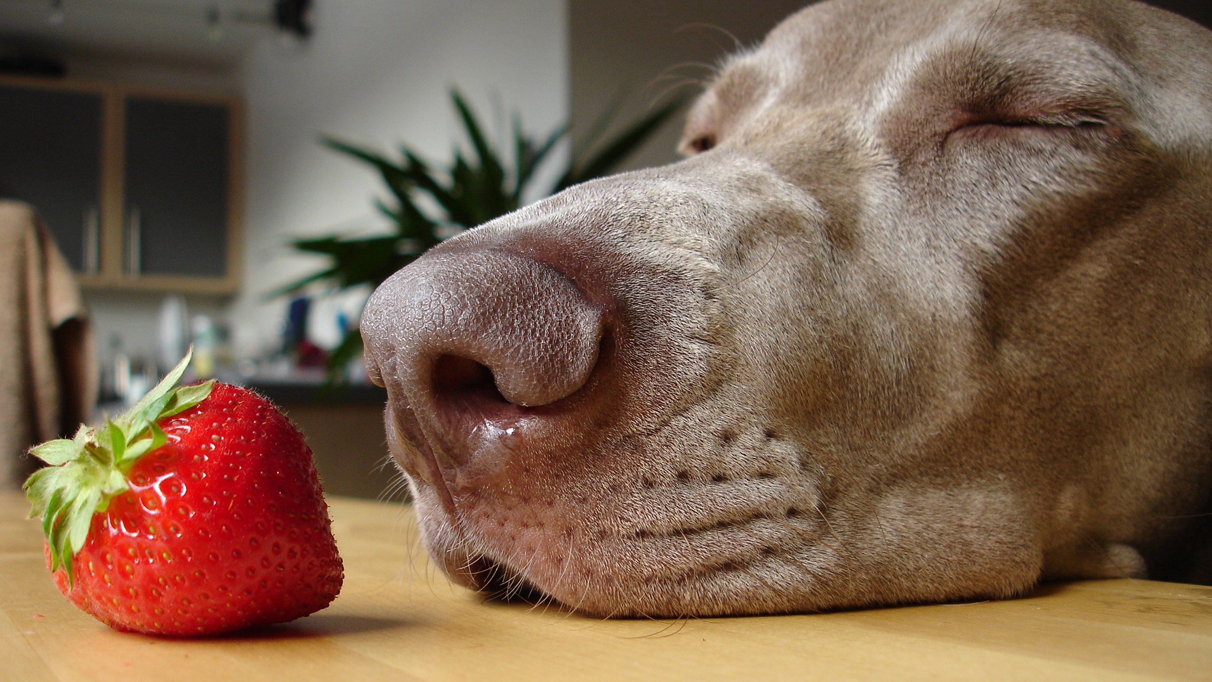 Можно собакам клубнику. Собака с клубникой. Собака ест клубнику. Собака и фрукты. Собака в ягодах.