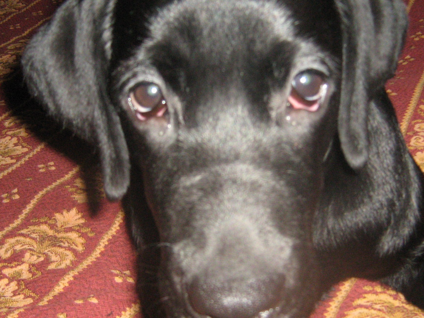 Красные глаза у собаки лабрадор (67 фото) - картинки sobakovod.club