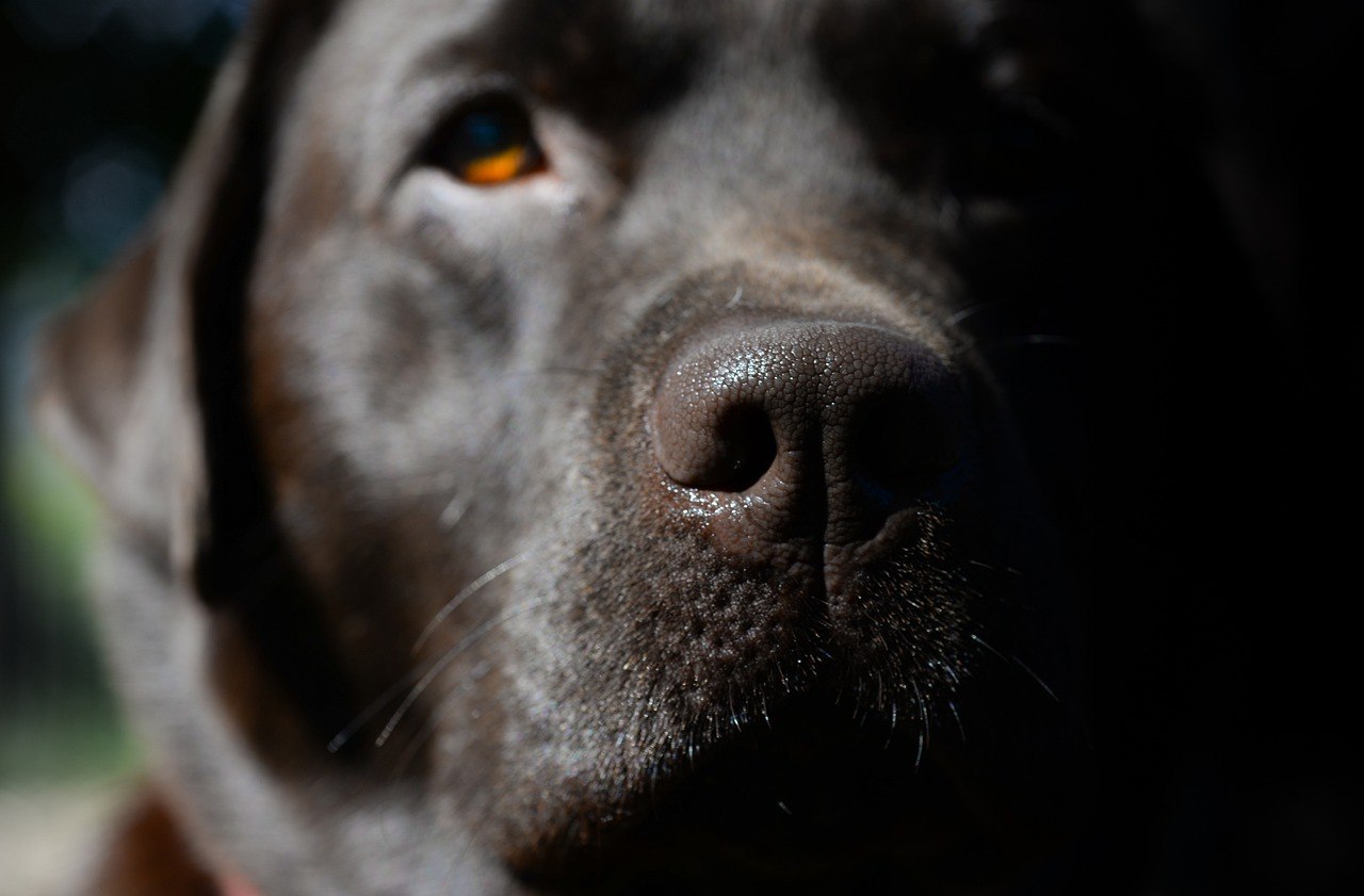 Красные глаза у собаки лабрадор (67 фото) - картинки sobakovod.club