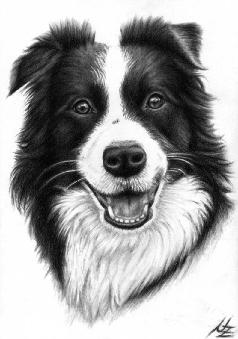 Рисуем бордер колли