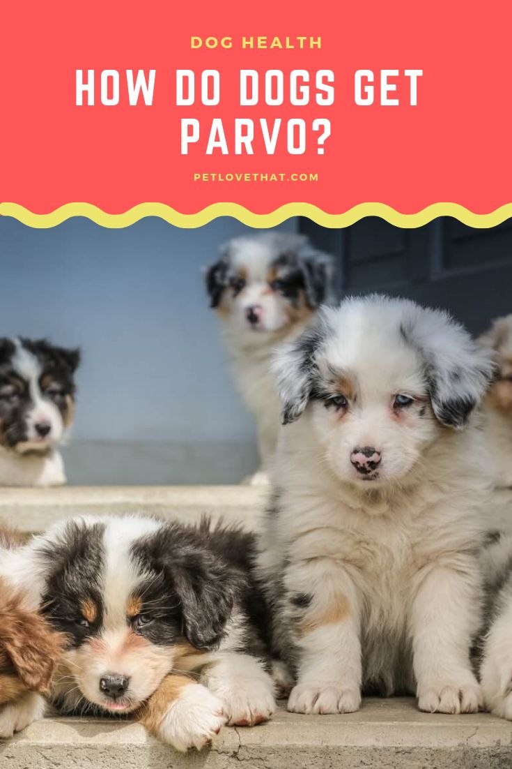 Чумка у немецкой овчарки