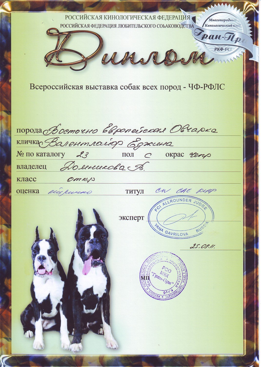 Участие в выставке собак. Образцы дипломов для выставок собак. Грамота в выставке собак.