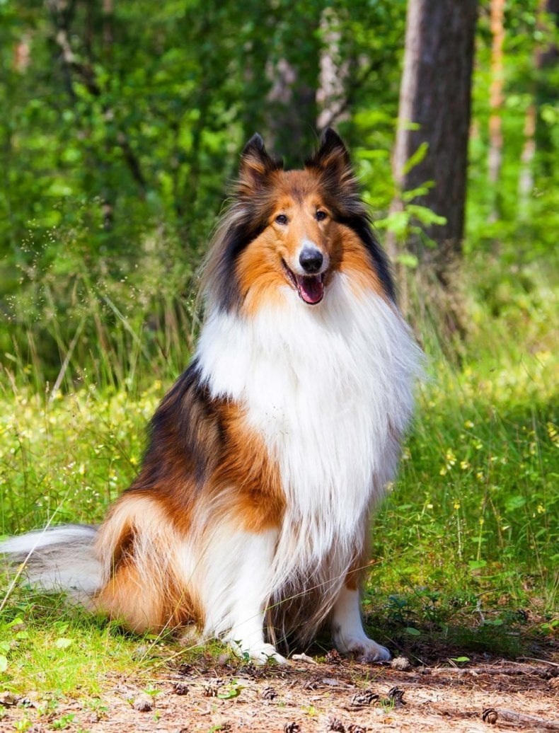 Шотландская колли