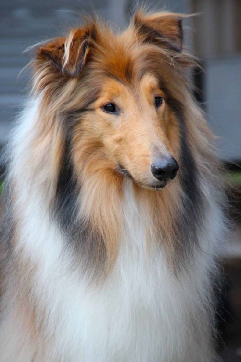 Шотландская колли