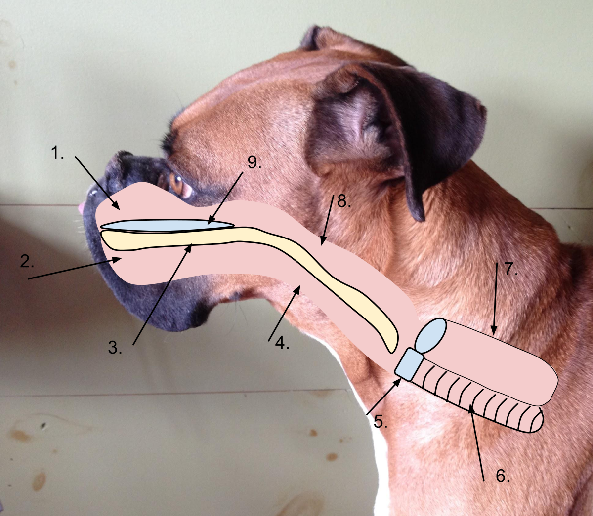 Удаление голосовых связок у собаки. Интубация трахеи собаки.