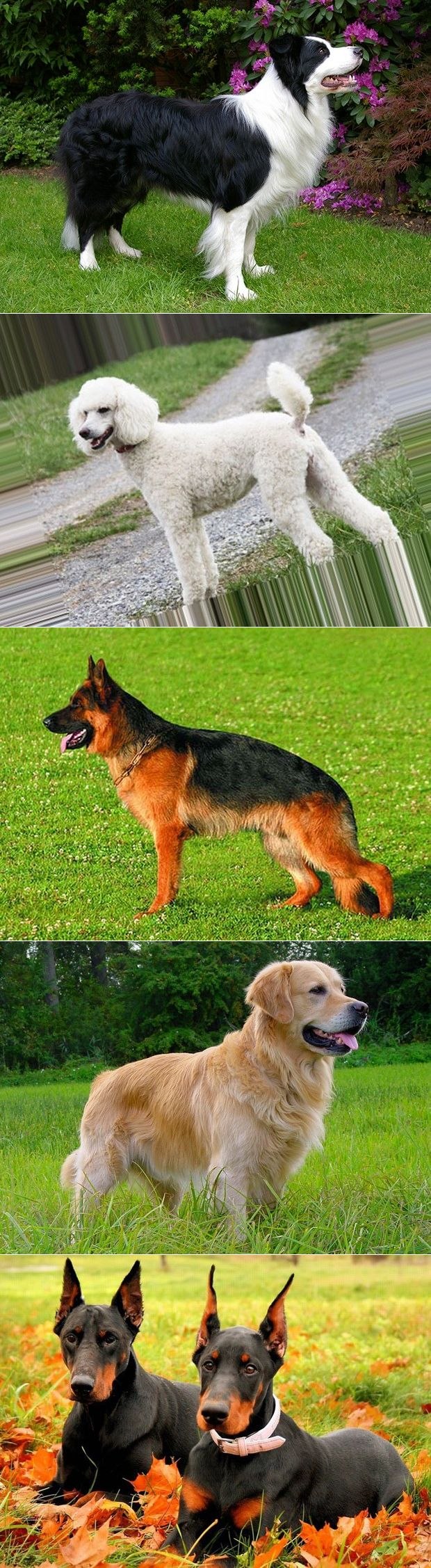 Порода собак бордер колли