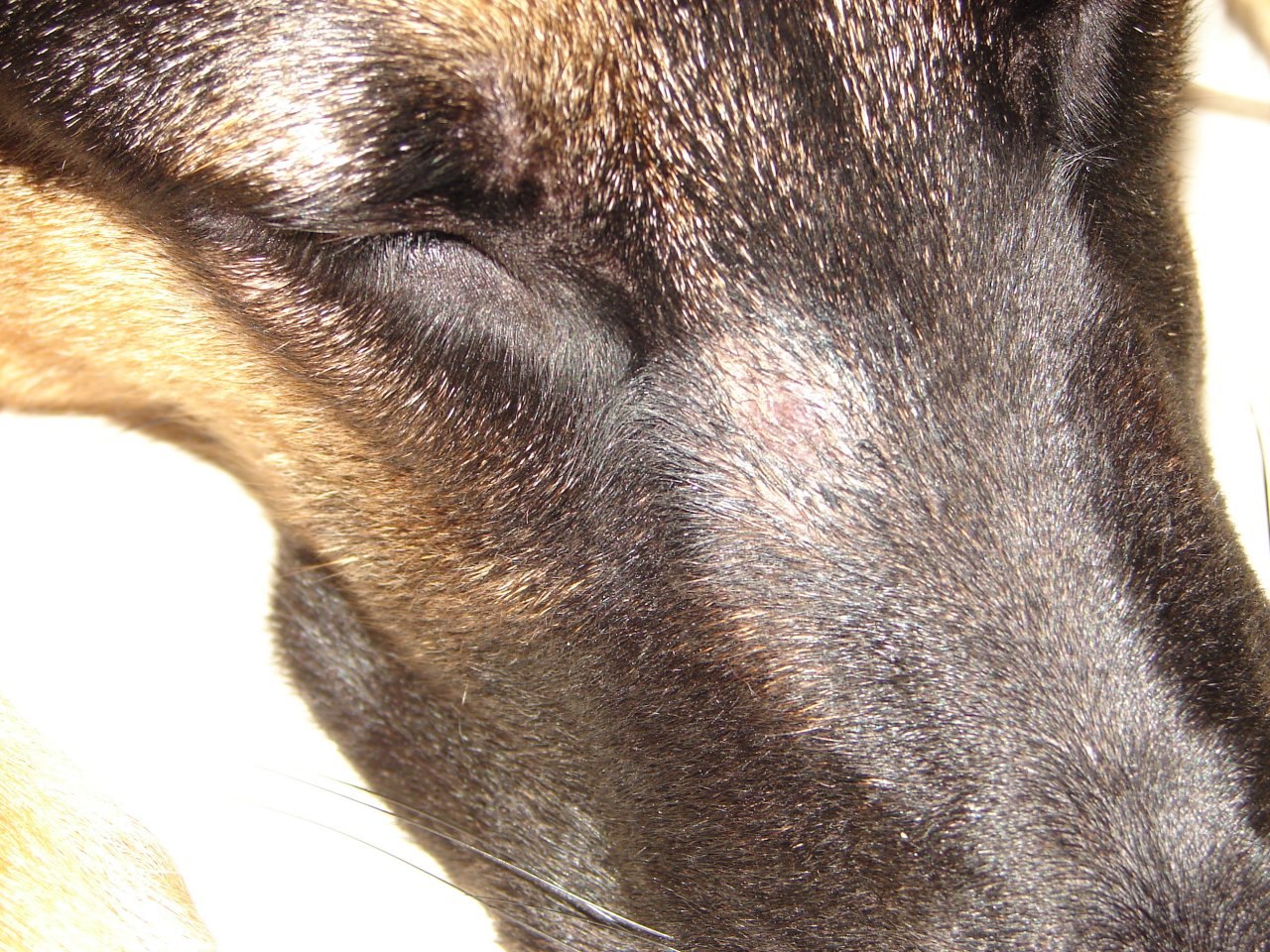 Лечение лишая у собаки — как и чем лечить стригущий и розовый лишай в домашних условиях