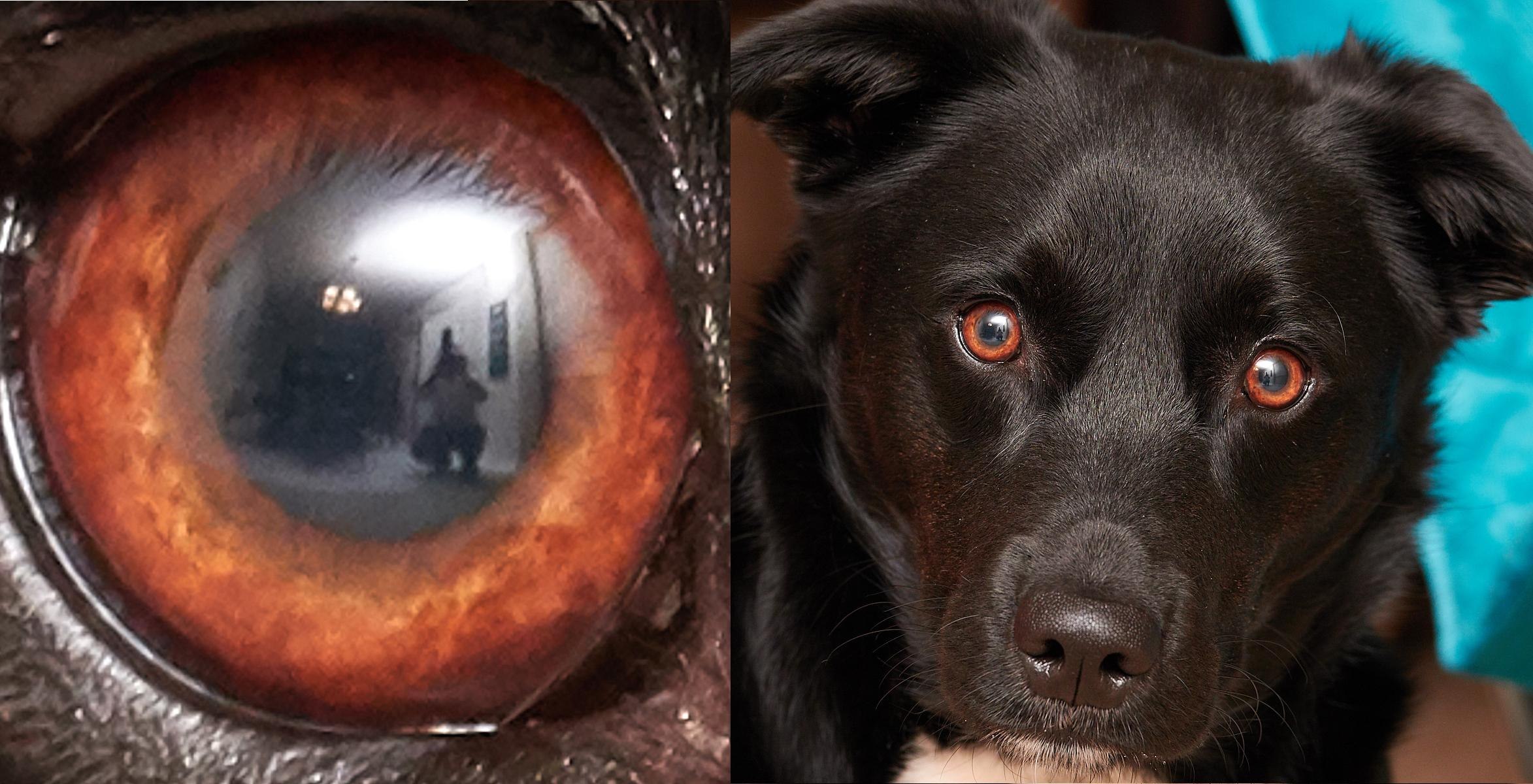 Ночное зрение у собак. Глаза собаки. Мир глазами собаки. Зрение собак. Собака с глазами человека.