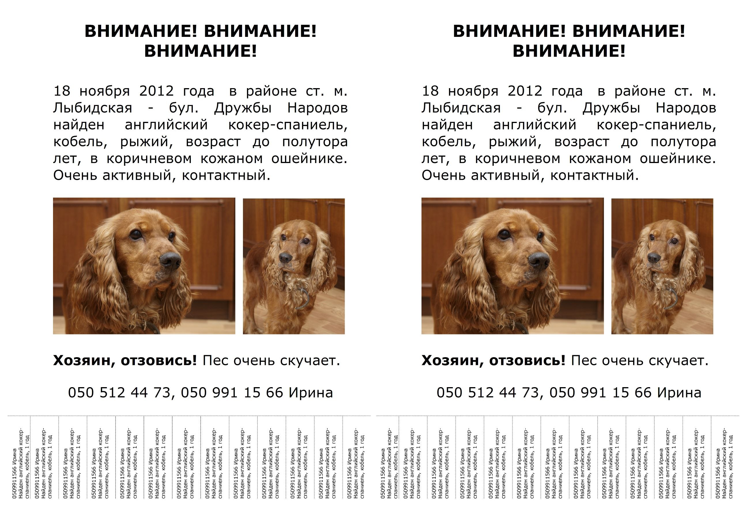 Чем кормить двухмесячного щенка спаниеля (63 фото) - картинки sobakovod.club