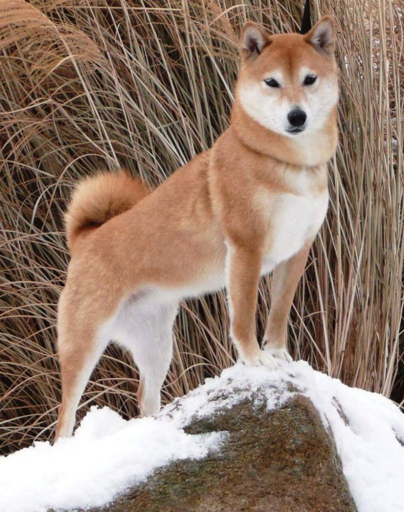 Собака сиба ину