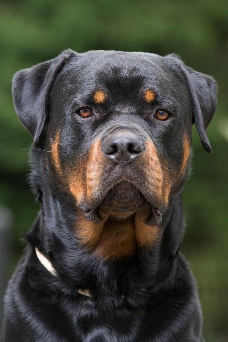 Ротвейлер Puppy