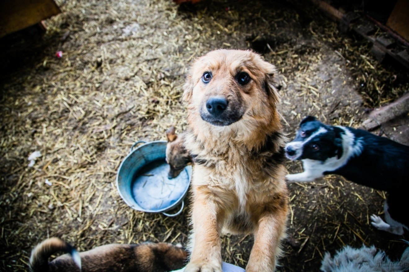 Голодные щенки. Приют шанс на жизнь Новокузнецк. Бездомные животные. Бездомные собаки. Голодные бездомные животные.