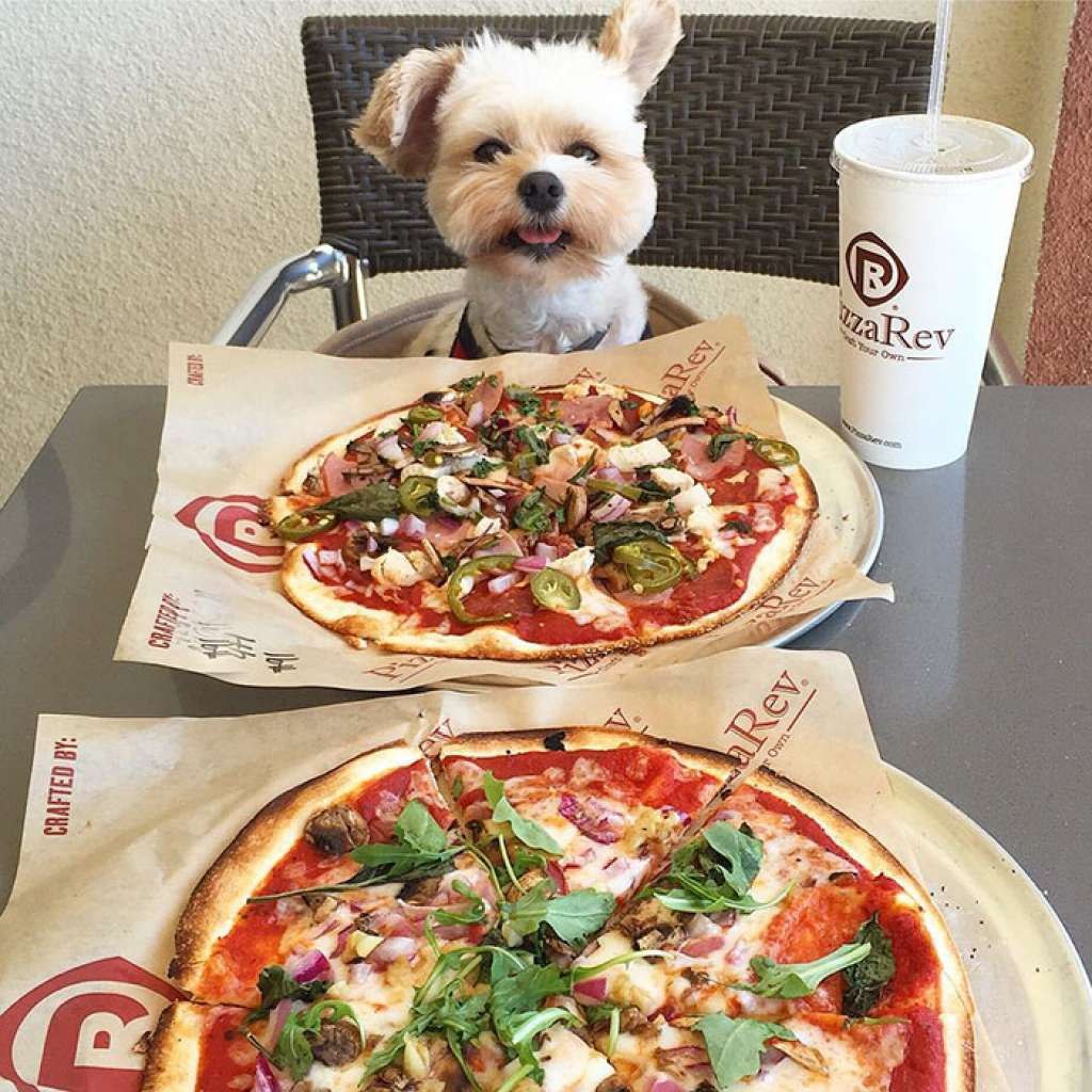 Несите мясо тут голодные собаки. Собака и пицца. Собака в пиццерии. Голодный пес. Щенок пицца.
