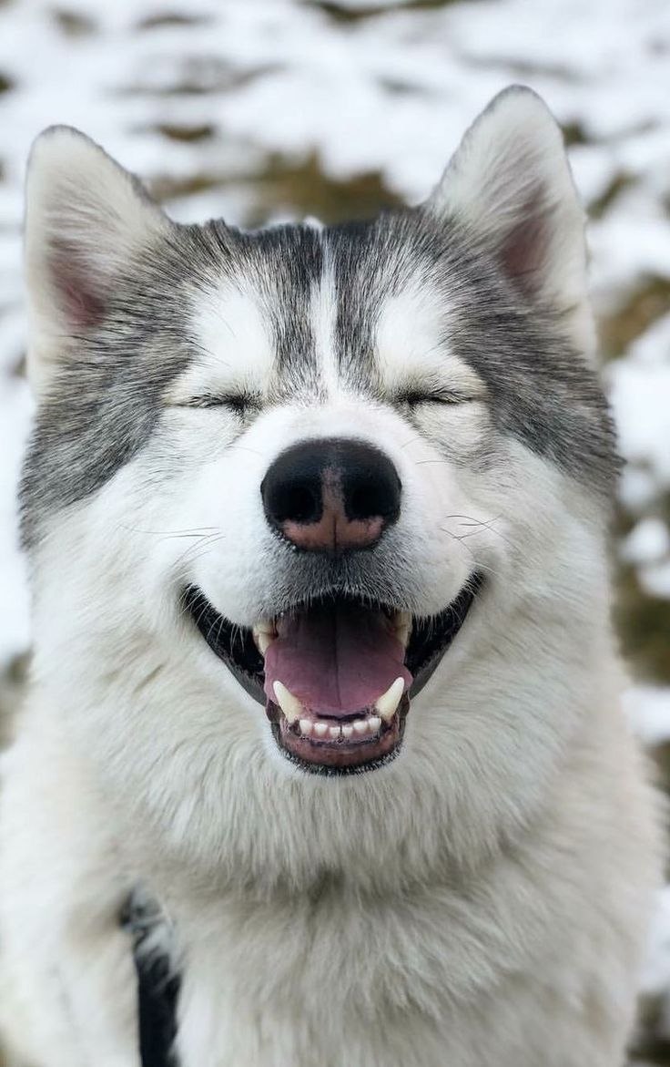 Хаски Siberian