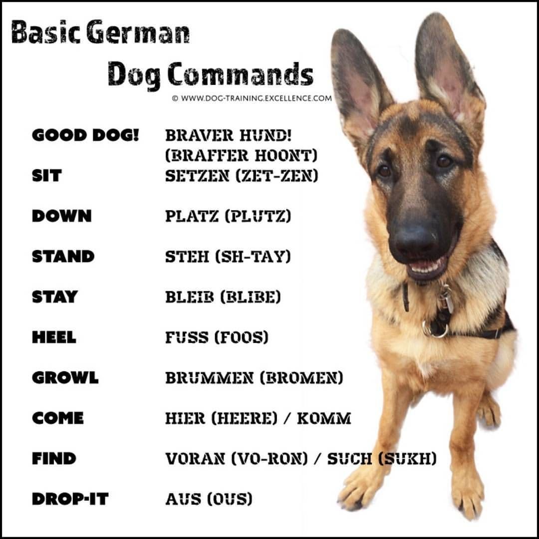 Список команд для собак. Команды для собак. Команды для собак на немецком. Команды для овчарок. Легкие команды для собак.